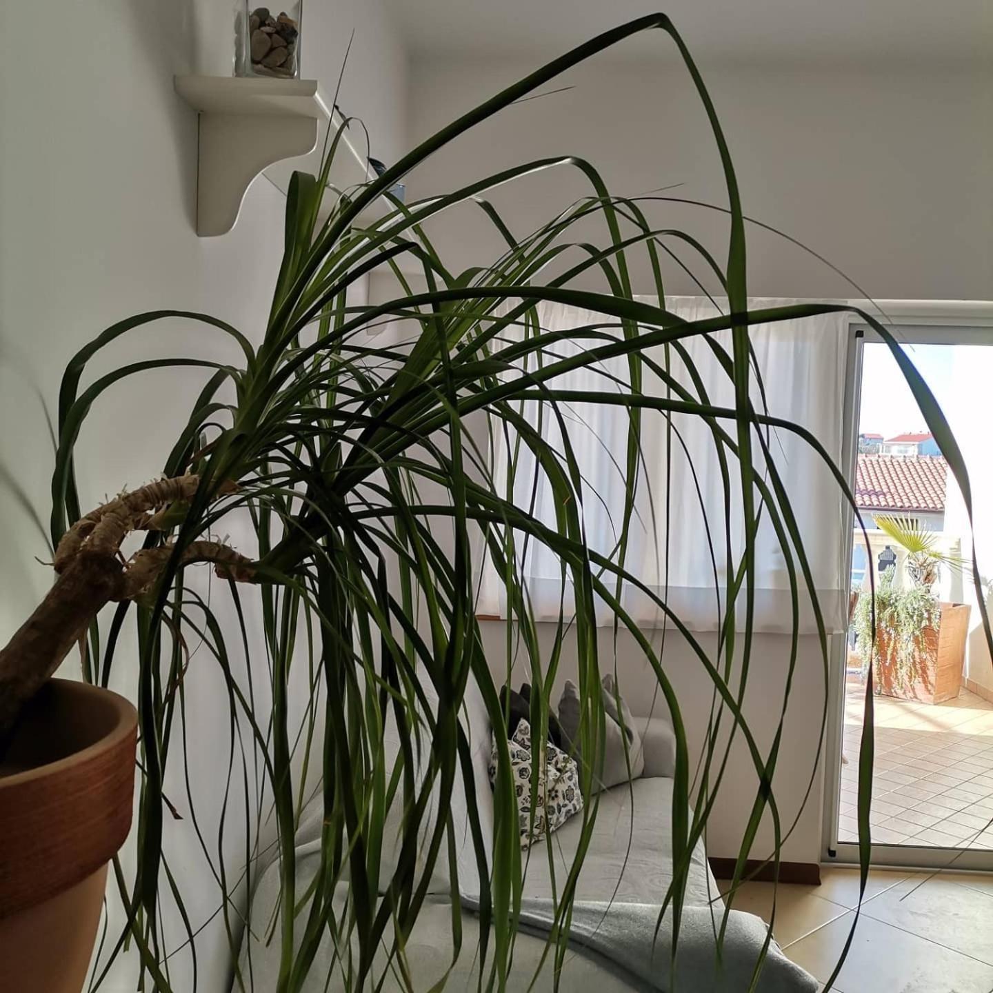 Delina Apartment Banjol