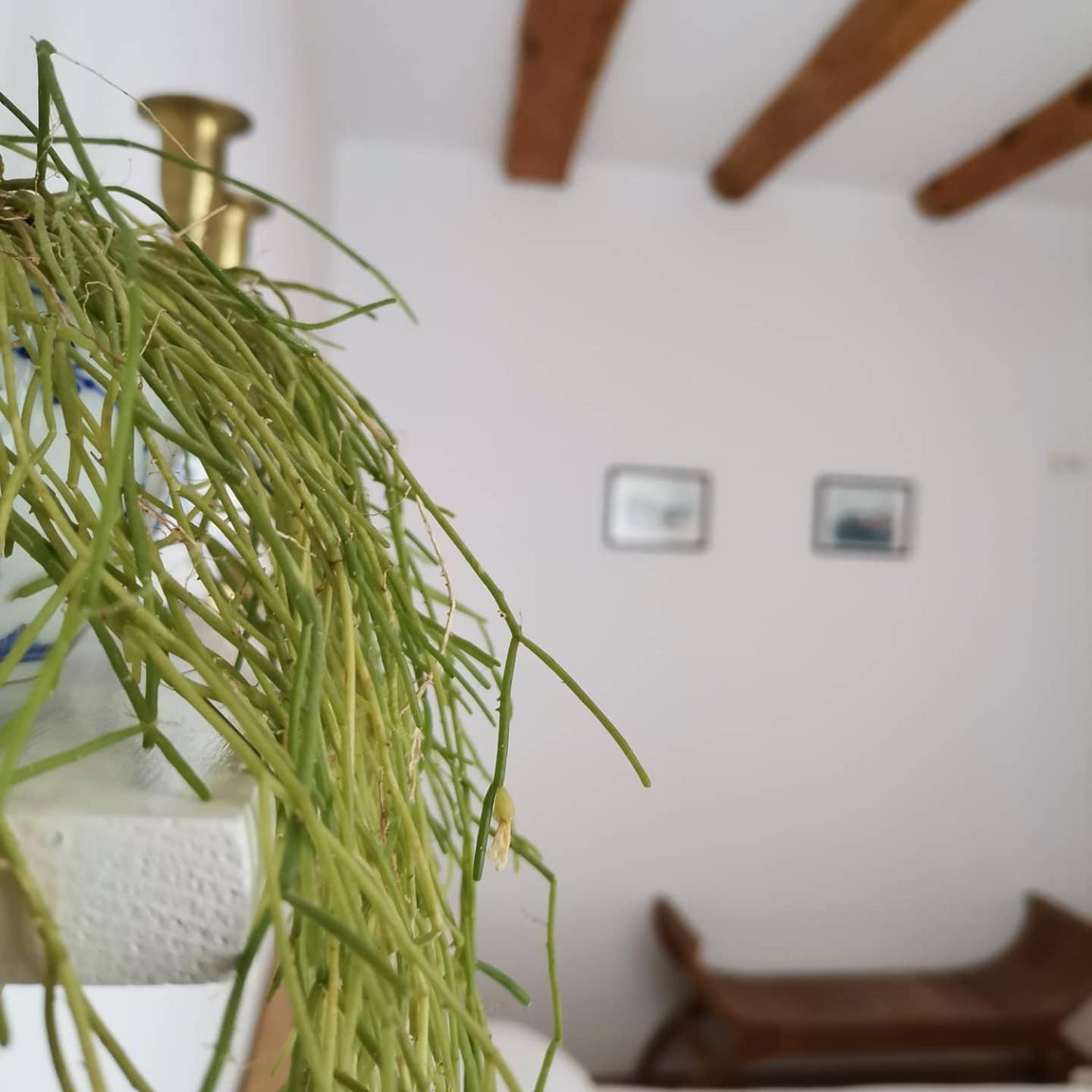 Apartment Delina Banjol